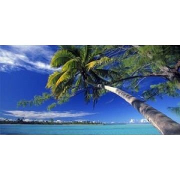 Leaning Palm Tree Photo License Plate 